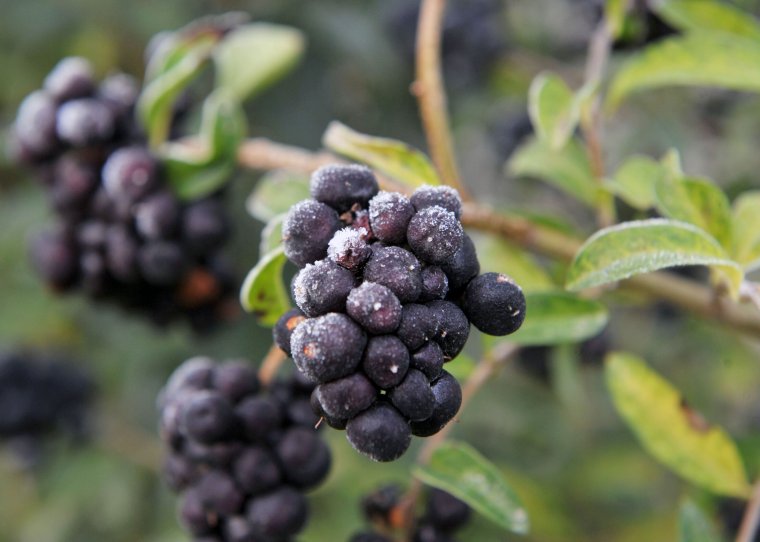 Ismét fagyos reggelre ébredtünk