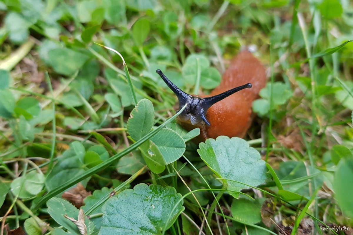 A spanyol csupaszcsigák már a székely konyhakertekben vannak • Fotó: Bálint István