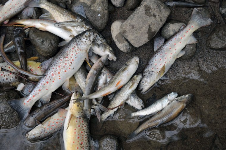 Tömeges halpusztulás Deságnál – vizsgálják az okokat a hatóságok