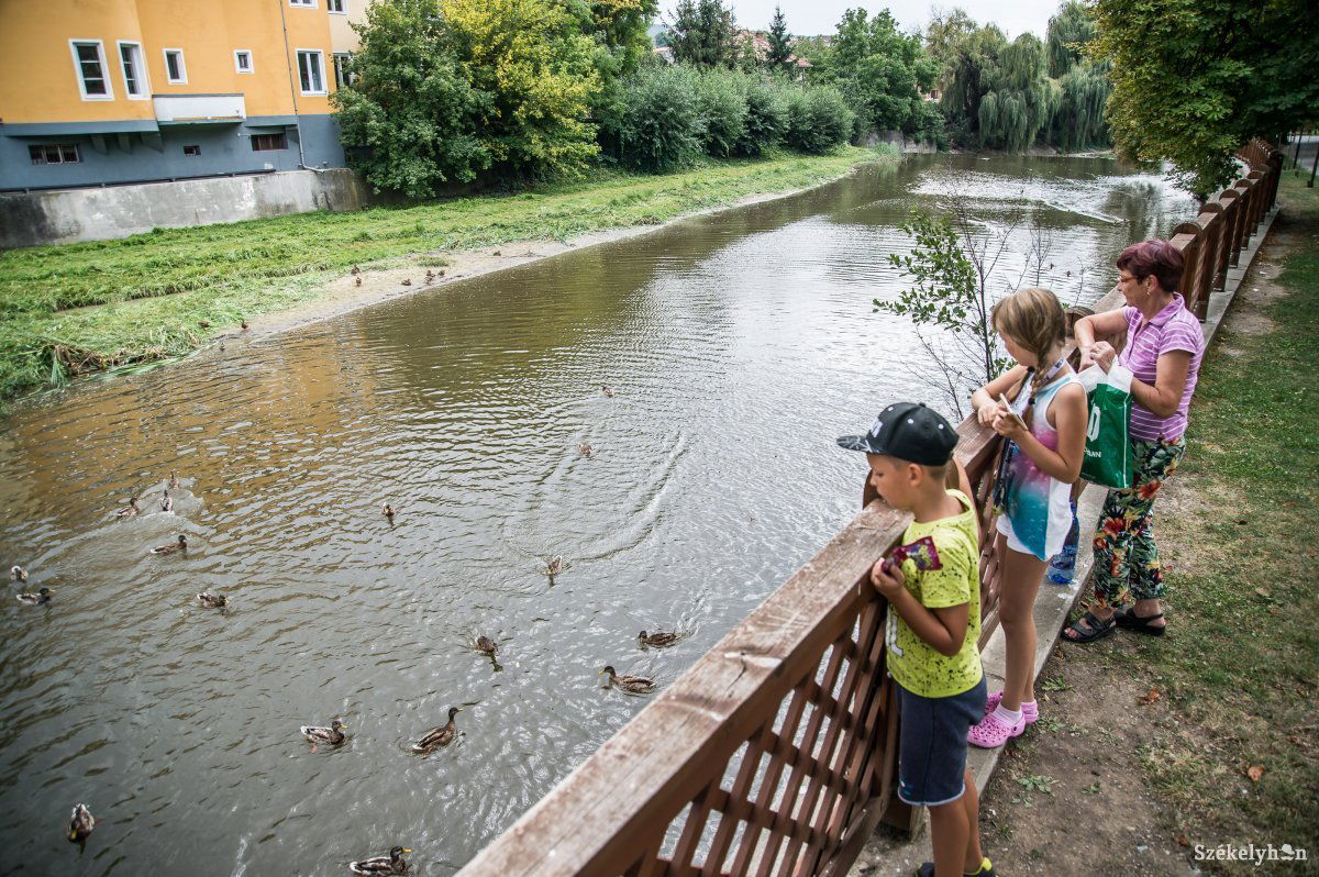 Jó szándékú járókelők sokszor nem megfelelő ételt dobálnak a tőkés récéknek. Ezen segítene a madáreledelt adagoló automata •  Fotó: Barabás Ákos