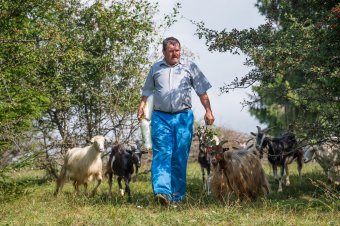 Istengyümölcsétől tejelnek a kecskék
