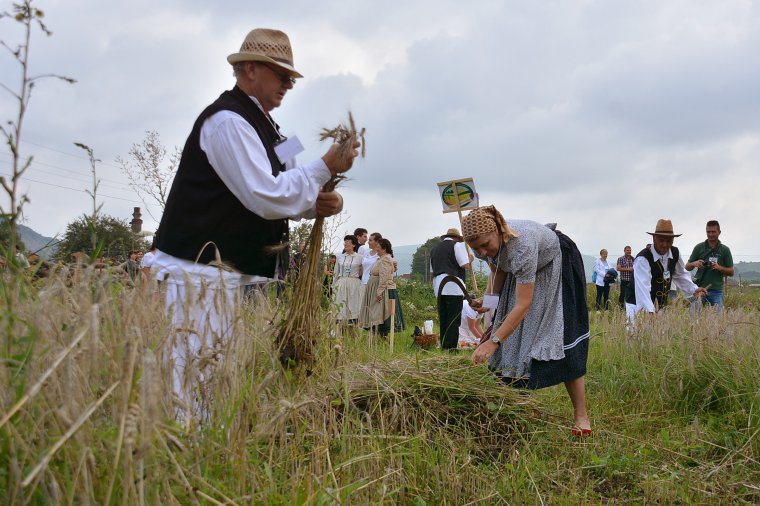 Nemcsak az aratáshoz, hanem az ízekhez is értenek a vajdaságiak