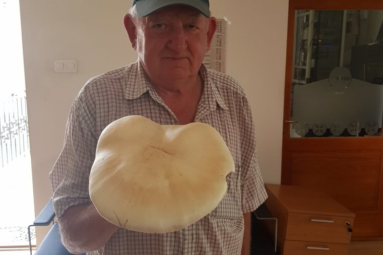 Csiperkeóriás a Hargitáról