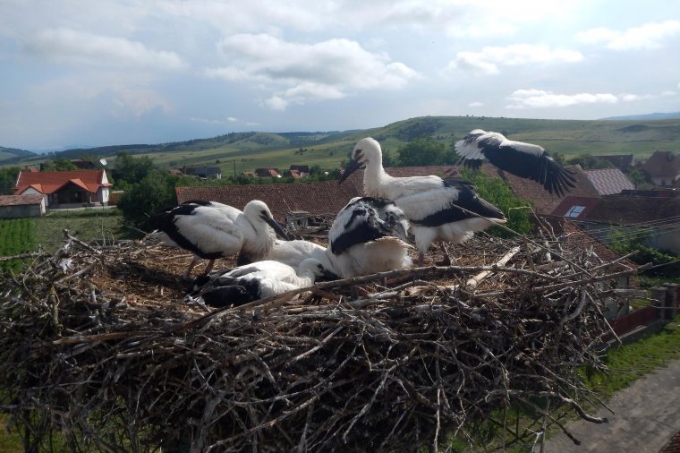 Száznál is több gólyafiókát gyűrűztek meg Homoródszentpálon