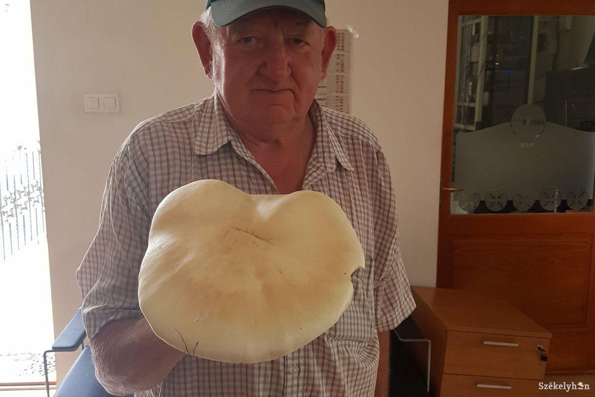 Azt hittük, ekkora gomba csak a mesékben van • Fotó: Székelyhon