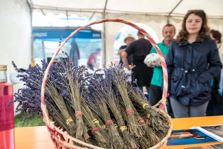 Az eső elmosta az eredeti elképzelést, de így is megtartották a csekefalvi levendulafesztivált