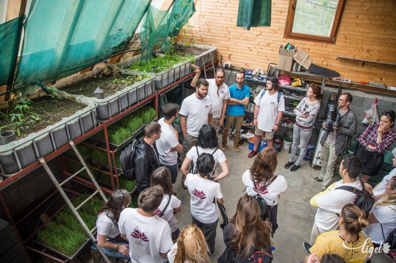 Az aquapónia a biológiai egyensúly elvét követi: a halak és növények egymást fenntartva élnek együtt •  Fotó: Barabás Ákos