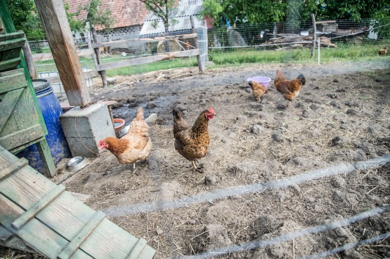 Megjelent a madárinfluenza Hargita megyében