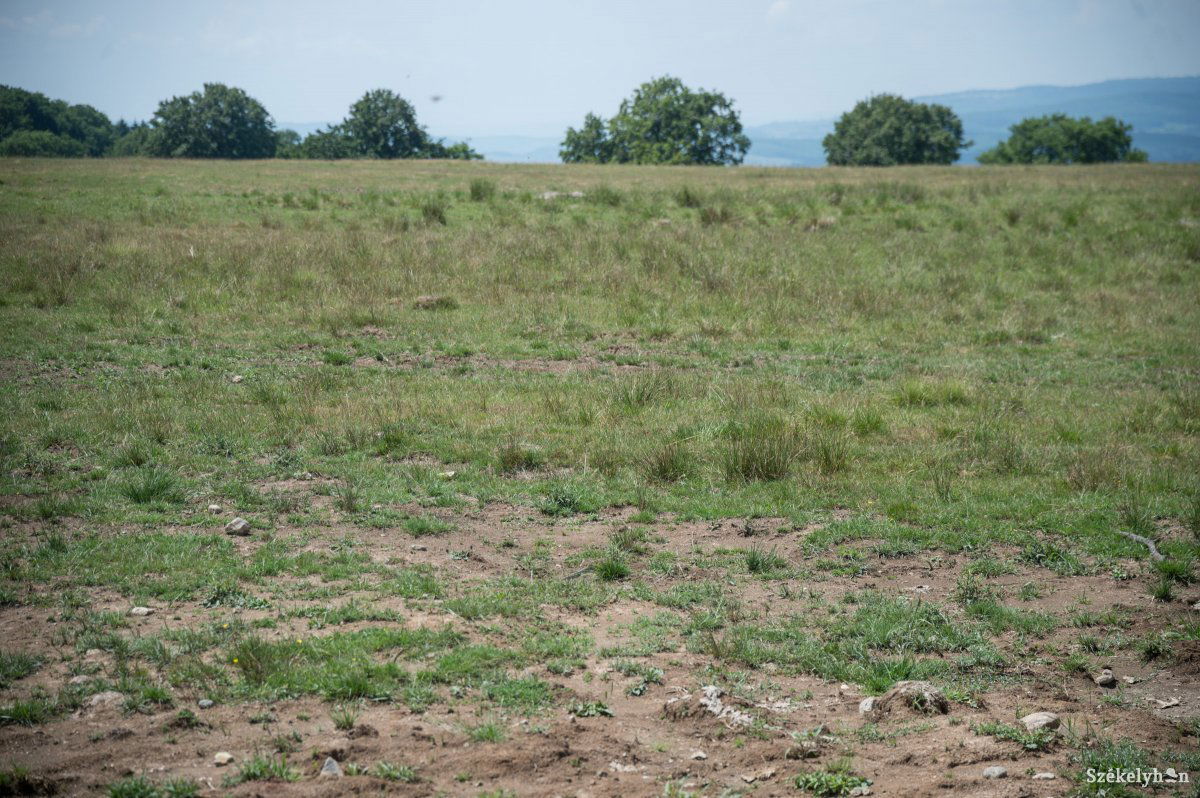 Súlyos a kár. A trágyázott földeken ötvenszázalékos a terméskiesés, a kezeletleneken száz • Fotó: Barabás Ákos