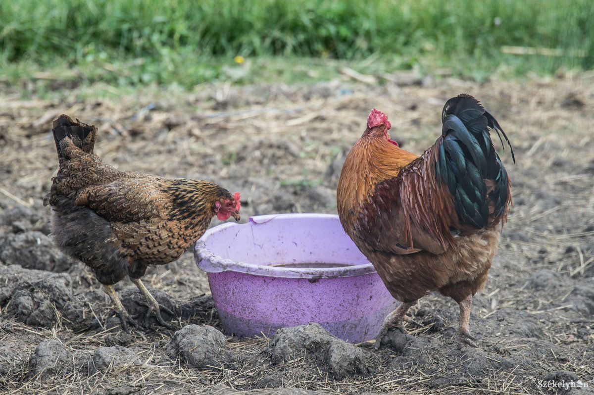 Egy székelykeresztúri gazdaságban jelent meg a madárinfluenza. Az ott tartott baromfikat leölték. Képünk illusztráció • Fotó: Barabás Ákos