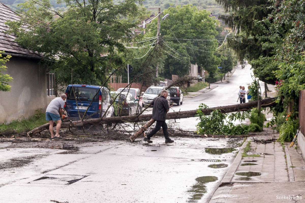 El kellett távolítani a Lejtő utcában úttestre dőlt fát... &bullet;  Fotó: Veres Nándor