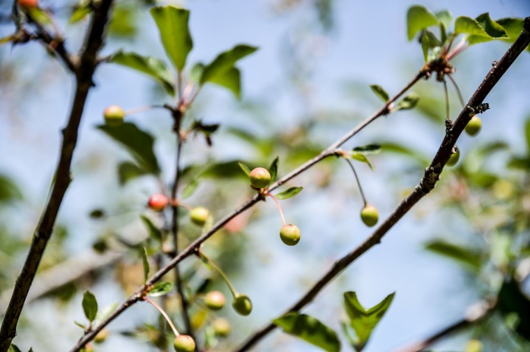 Víz nélkül a gyümölcsfák is csak erre képesek