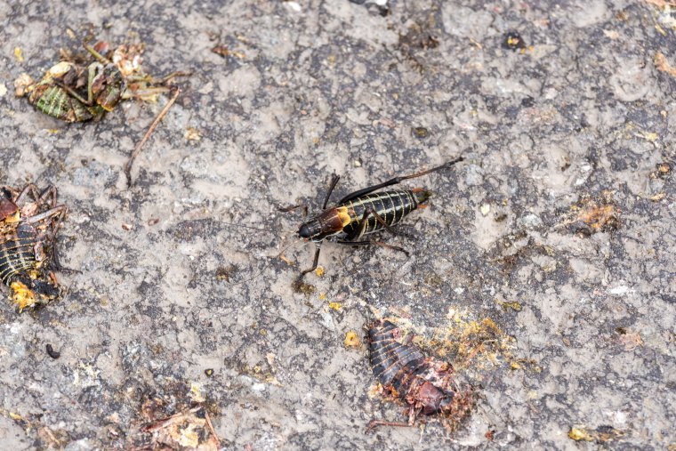Ahol permeteztek és ahol vártak – egyelőre fel sem lehet becsülni a szöcskeinvázió következményeit
