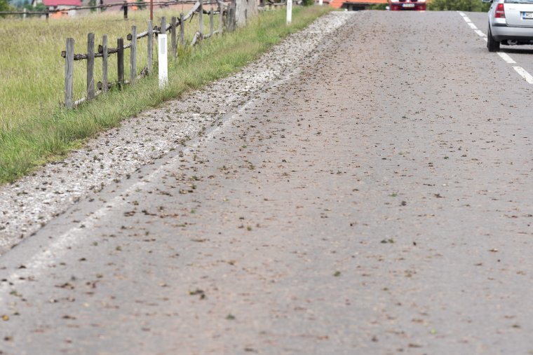 Szakemberek a vegyszeres beavatkozás ellen szólalnak fel a székelyföldi „sáskainvázió” ügyében