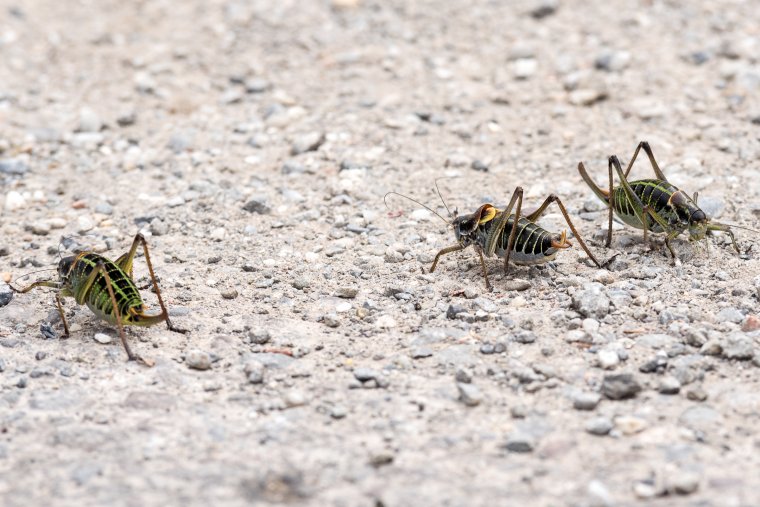 Szöcskejárás: vegyszer használata helyett pénzügyi támogatást szorgalmaznak