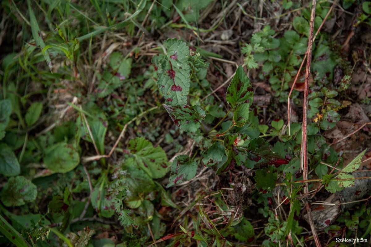 •  Fotó: Barabás Ákos