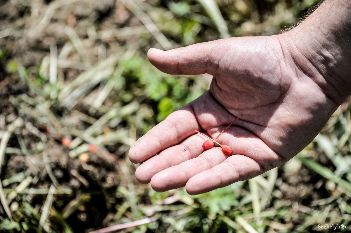 Amit már most tudni. Apró lett a cseresznye, de a megyre is hasonló sors vár • Fotó: Barabás Ákos