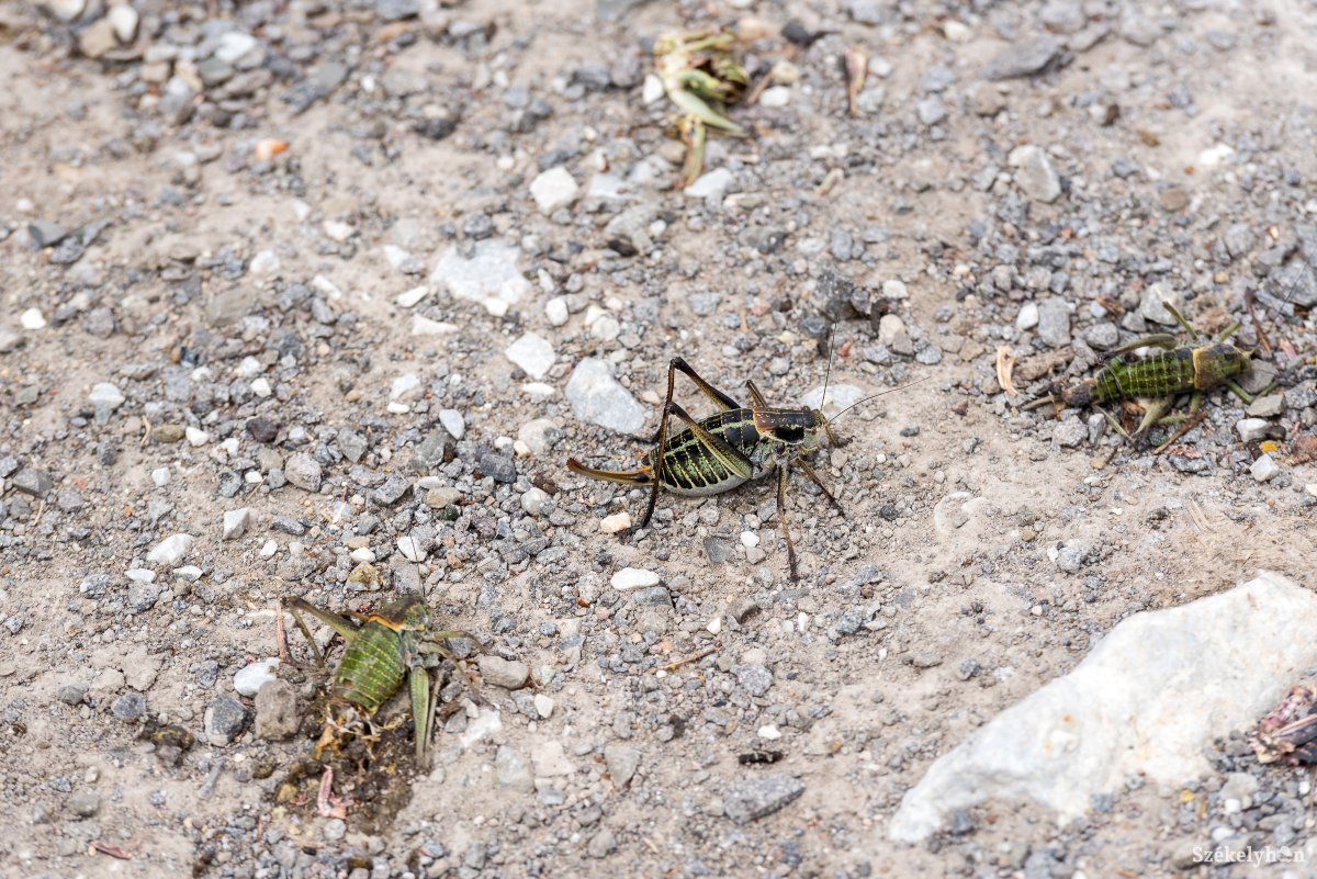Tikkadt szöcskenyájak Kápolnáson. Megúszták a vészt és a permetezést is a kápolnási gazdák &bullet;  Fotó: Veres Nándor