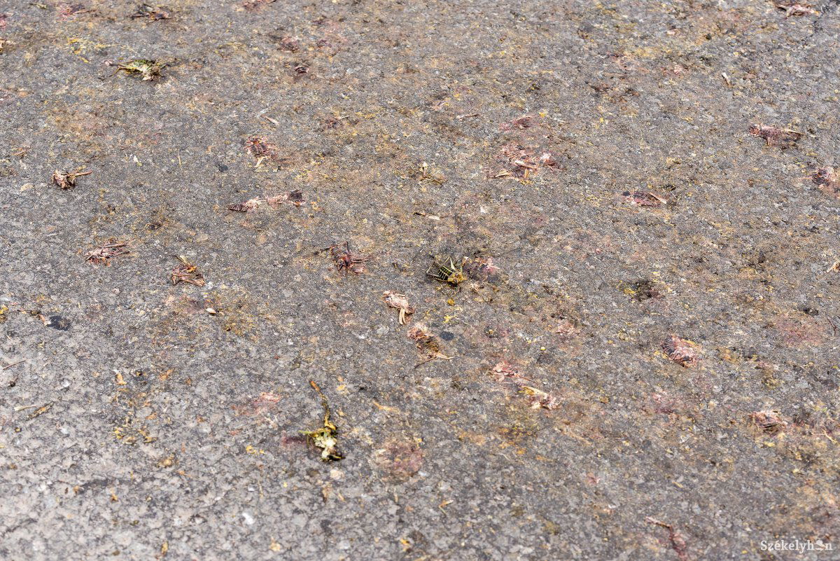 &bullet;  Fotó: Veres Nándor