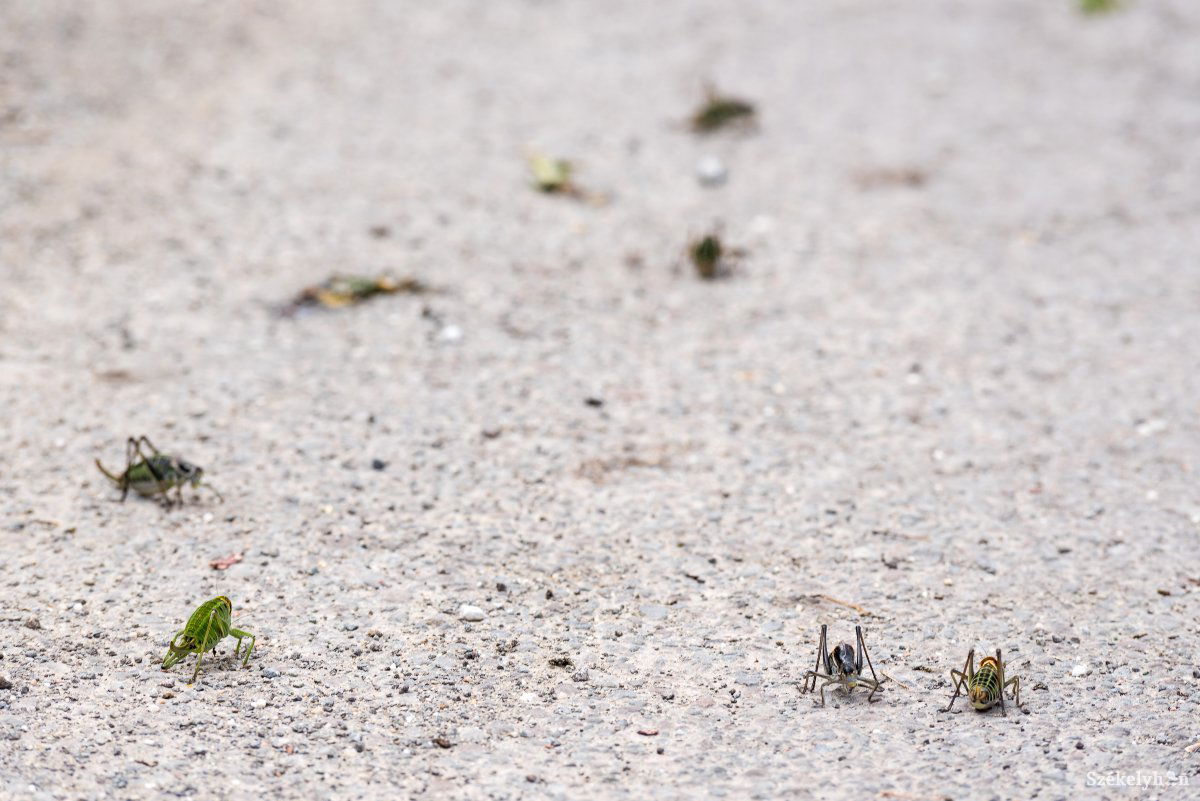Szöcskék mindenütt. Már elmúlt az invázió • Fotó: Veres Nándor