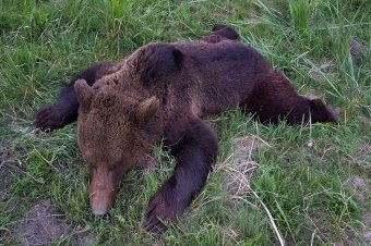Kilenc medve pusztult el idén Maros megyében