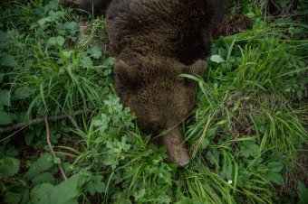 Medvés szelfik kerültek elő, kilőtték a nagyvadat – nem engedi el a román sajtó a tragikus medvetámadást