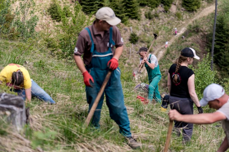 Nagyszabású csemeteültetés lesz a Hargitán