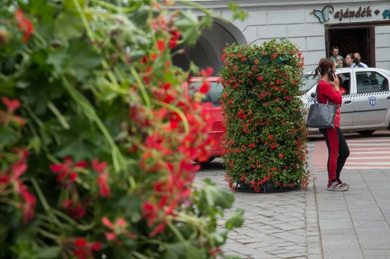 Felvirágoztatják Székelyudvarhelyt