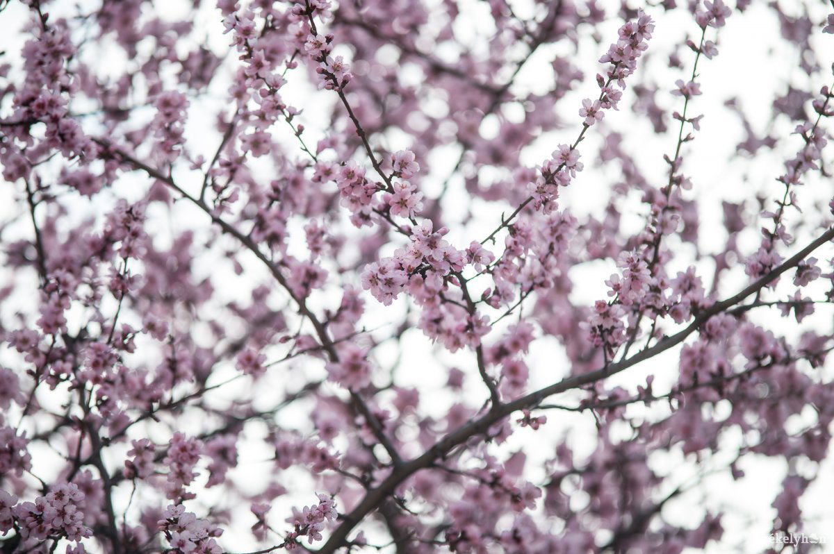 &bullet;  Fotó: Barabás Ákos