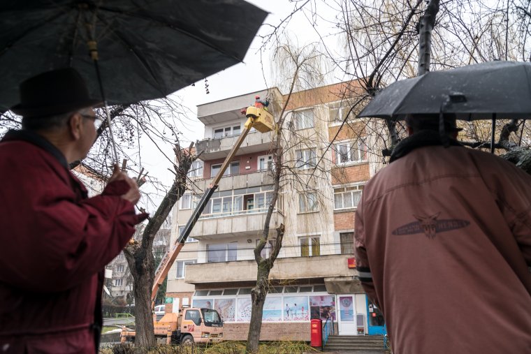 Durvának nézhet ki ez a metszés, de a fűz megbírja