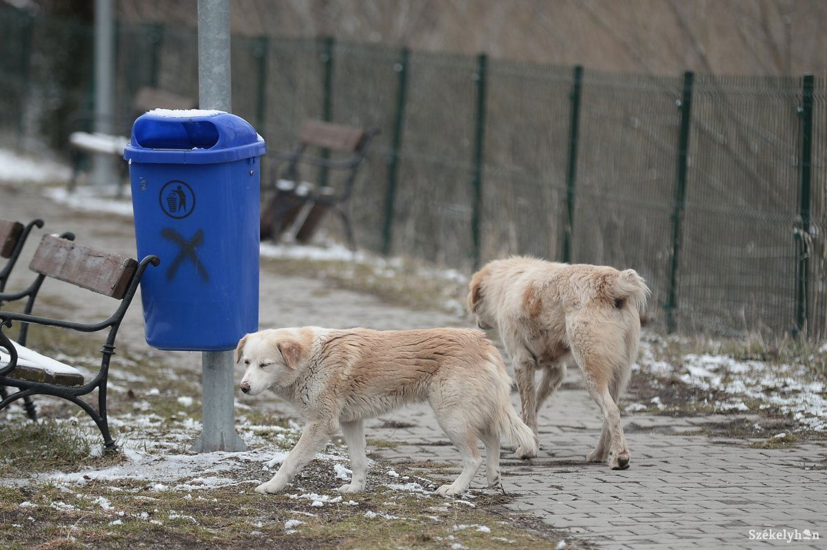 Ott tanyáznak a kutyák, ahol élelmet találnak. Veszélyesek is lehetnek, így nem tanácsos etetni őket •  Fotó: Barabás Ákos