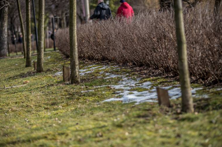 Több gondoskodásra lett volna szükségük az örökbefogadott fáknak