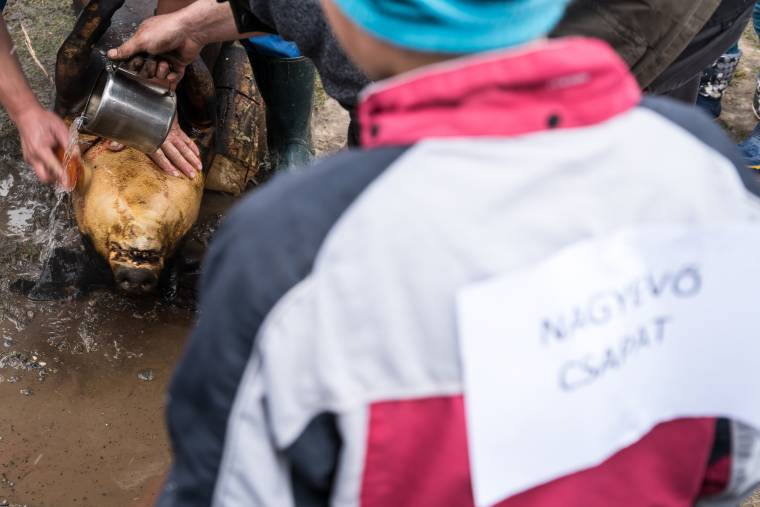 Ahány kilós disznó, annyi segítség
