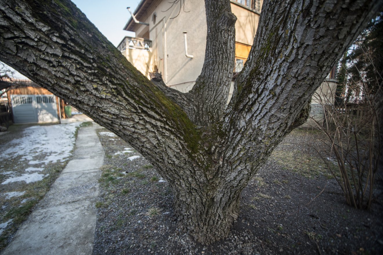 Diófa, avarégetés, parlagfű: akár 45 ezer lejbe is kerülhet a szabályszegés