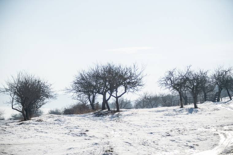 Két rossz év után idén talán lehet egy normális gyümölcstermés