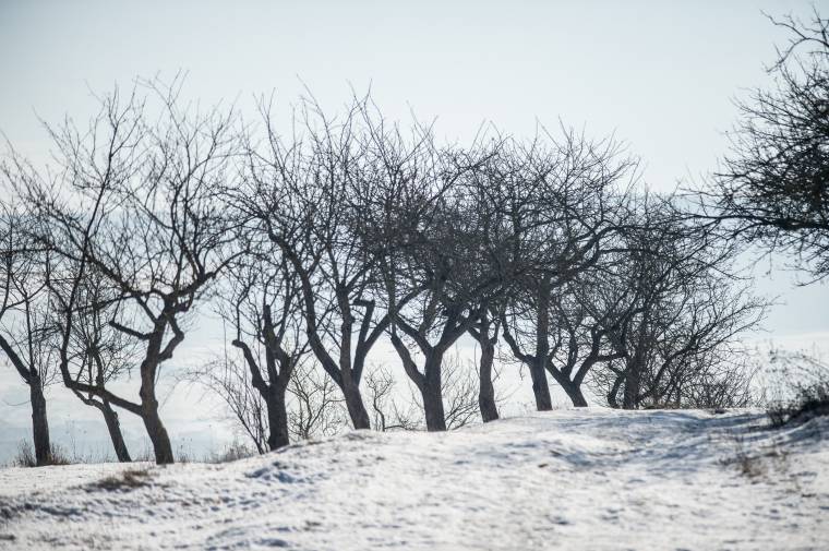 Sokat kell fizetni a diófa engedély nélküli kivágásáért