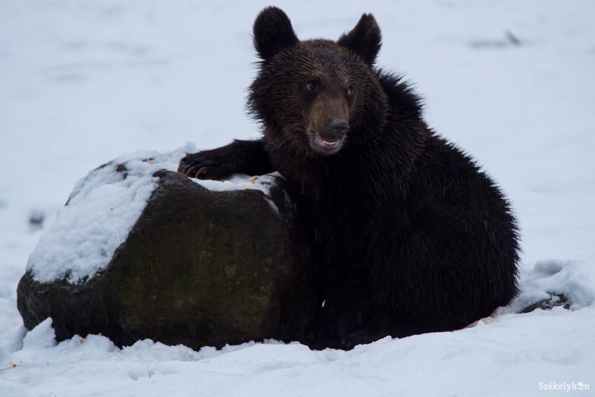 •  Fotó: Pál Árpád