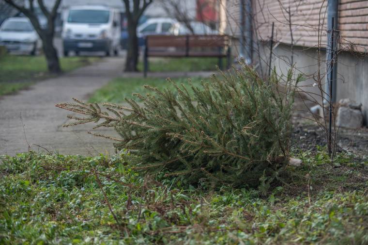Két ok, amiért a guberálók ma már nem kínlódnak, hogy begyűjtsék a kidobott fenyőt
