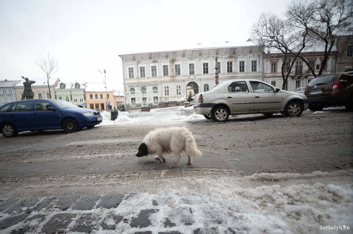 Kutyahideg még nem lesz. Illusztráció • Fotó: Barabás Ákos