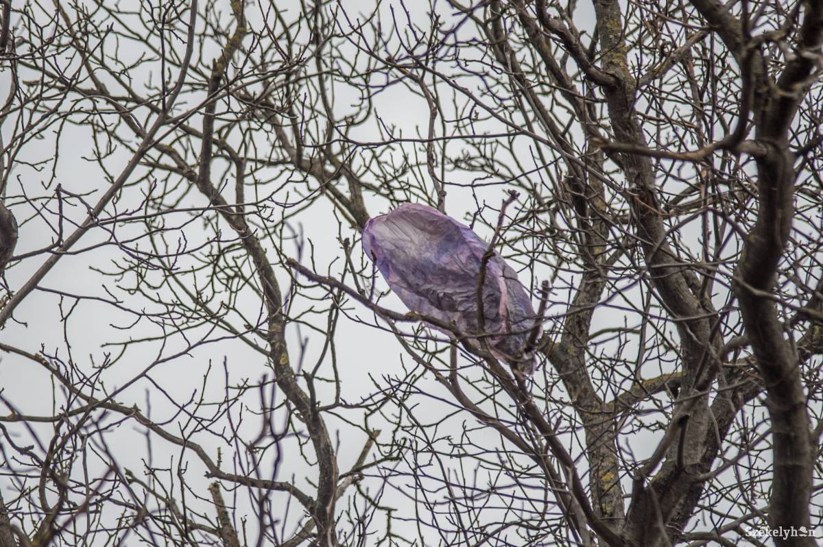 A szilveszterkor felengedett lampionok közül néhány a fák ágain kötött ki •  Fotó: Barabás Ákos