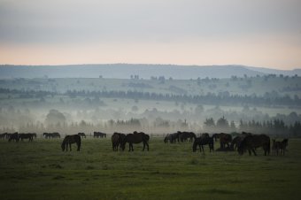 Enyhe téli hőmérséklettel fordul rá a kánikulára Csíkszereda