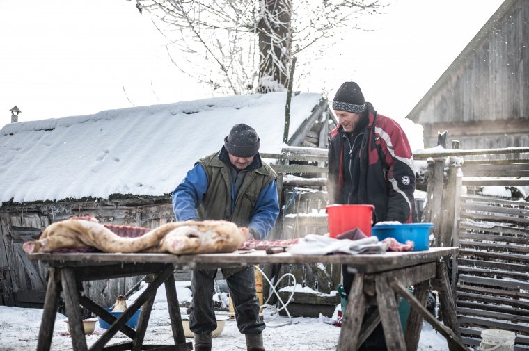 Böllérek vetélkednek Koltón: hagyományteremtő disznóvágóverseny máramarosi magyar csapatoknak