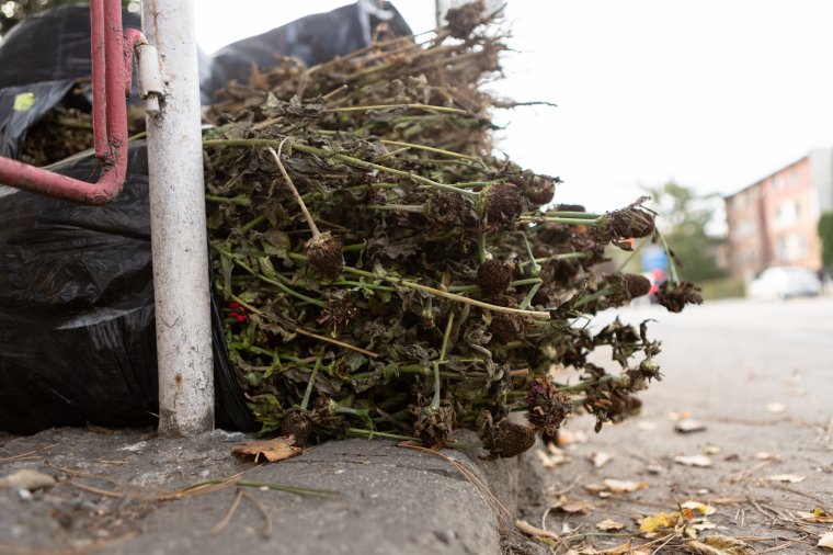 A járványhelyzetben a zöldhulladék-gyűjtés lebonyolítása is nehézkes
