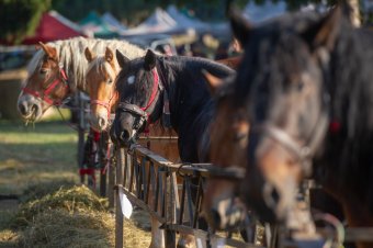 Lótartó gazdákat is ellenőrzött a rendőrség
