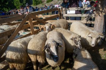 Közel másfél millió kisgazdaság szűnt meg Romániában