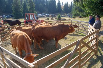 Gazdanapokra készülnek Székelykeresztúron