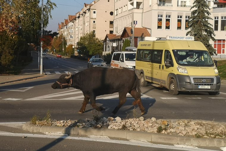 Bivaly az udvarhelyi körforgalomban