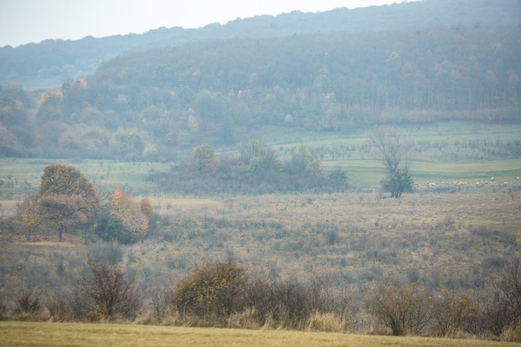 Sebzett medvét üldöznek a vadászok Székelyudvarhely határában