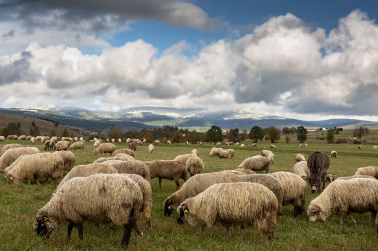 Lecsapott az európai „farkas” a csobánok erdélyi királyára