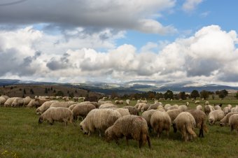Még hetekbe telik, mire csökkenhet a veszettségfertőzések száma